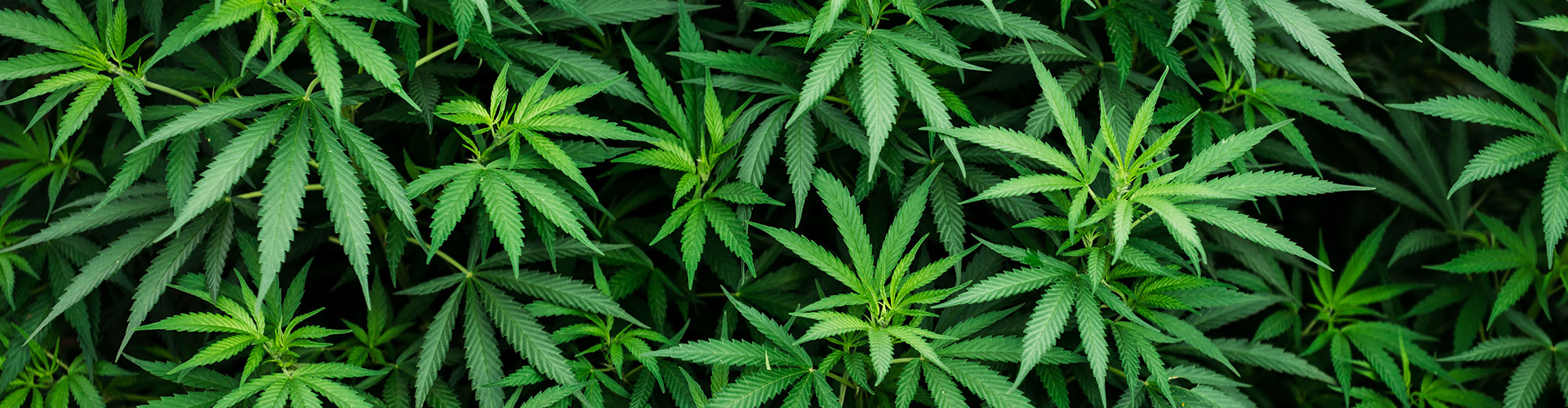 cannabis image