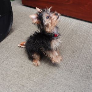 Cola, Security Force's newest "hire" and "branch manager"